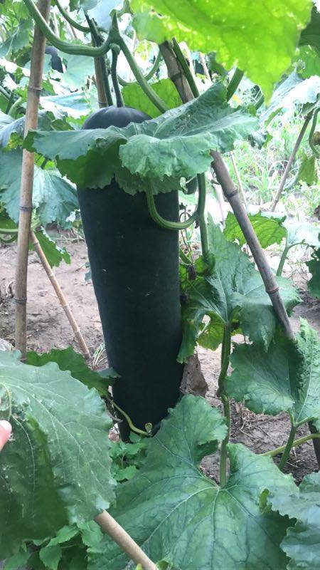 供应:唐山玉田张金良 实力供应黑皮架冬瓜