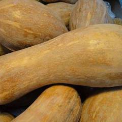 福鼎南瓜 本人自家种植 南瓜 如下图