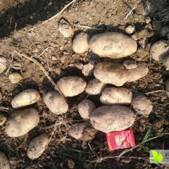 文水荷兰土豆大量上市，个头大薯型好