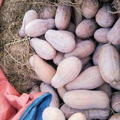 公安长条形，全黄，精品南瓜