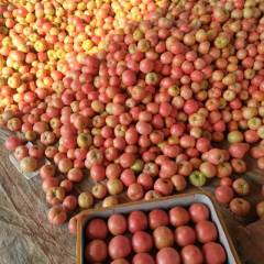 东昌府西红柿今天上货量太大！！收货商不积极