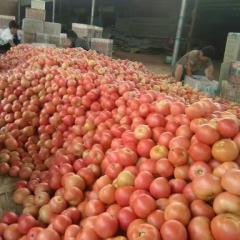 东昌府大量供应优质《硬粉西红柿》