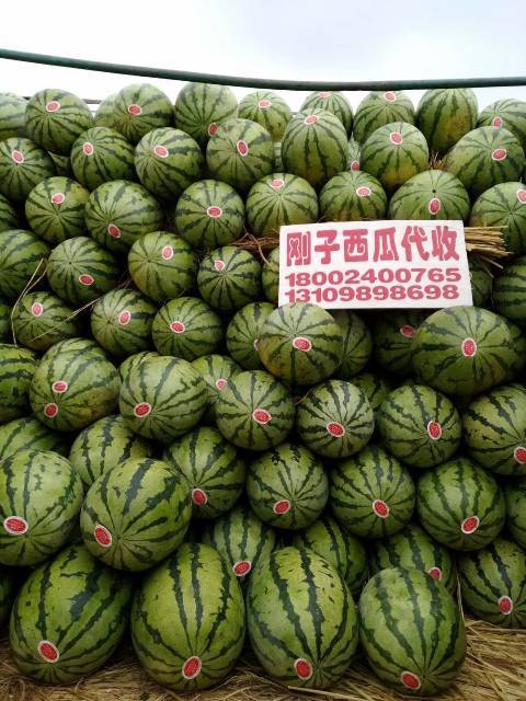 2018年内蒙古开鲁金城5号价格
