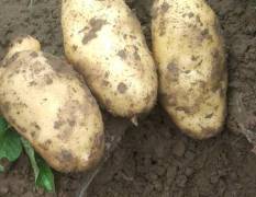 吉林公主岭大量出售土豆  品种有  荷兰系列