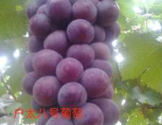 包河户太八号葡萄是巨峰改良的葡萄