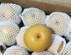 冠县谦莫果品加工厂，大量供应优质丰水梨