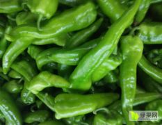 农安大量出售尖椒、青椒、甘蓝等各种蔬菜