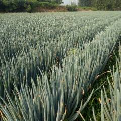 山东安丘凌河大葱，质量很好，出售毛葱