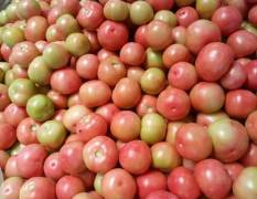 靖远精品西红柿大量上市，可以走长途，短途