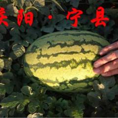 甘肃庆阳宁县优质西瓜品种金华一号