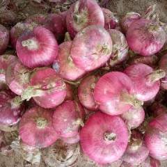 聊城二红洋葱，扁型  半高庄