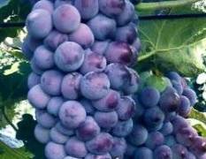 平邑本地大量葡萄陆续上市，色泽鲜艳