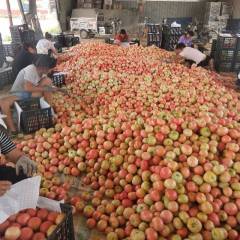 聊城市沙镇贾楼村张延博4月欧冠西红柿