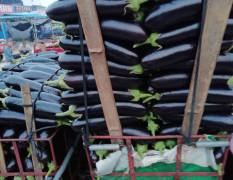 沂南县万亩黑长茄已经开始上市了