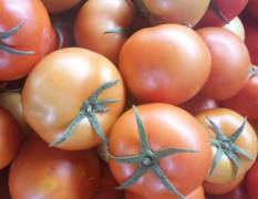 榆社拱棚种植的大红品种西红柿