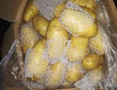广州江南市场每天求购6o吨荷兰十五土豆