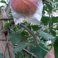 清丰苹果 我家苹果园现在有美八和嘎啦苹果