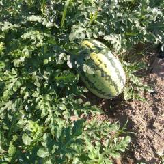 赤峰翁旗五分地双红瓤金城5西瓜150亩