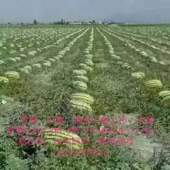 靖远西瓜 硒砂瓜代发全国各地