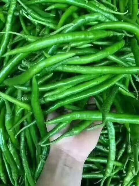 8月到12月上市                /线椒