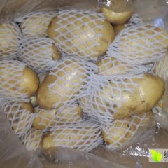 莱西库存荷兰15土豆开始出库