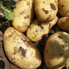 2018公主岭地区有大量荷兰15上市，质量保证