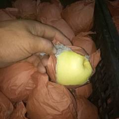 饶阳大量黄冠梨上市，价格便宜，种植面积大
