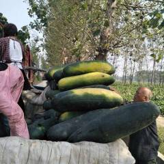 河南焦作沁阳冬瓜闻名全国 价格适宜