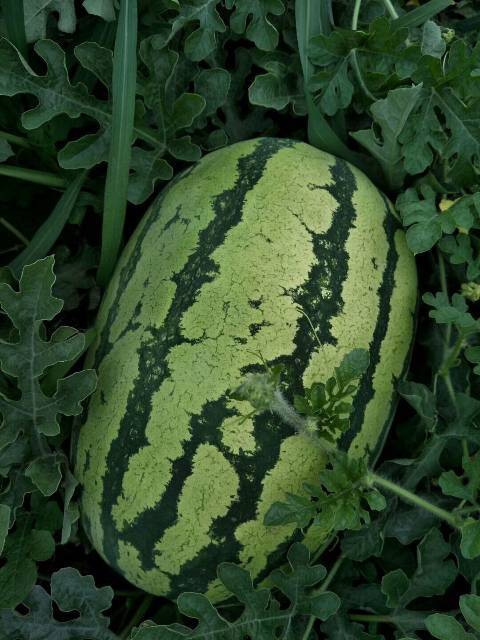 2018年内蒙古库伦旗金城5号价格