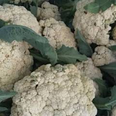 沽源蔬菜代办，白菜，散花，绿化