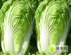 2018蔚县我产地有庞大的蔬菜种植规模