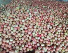 东昌府大量供应高质量西红柿，西红柿销往全国