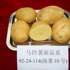 2018安定土豆 3两或者4两起步，上不封顶