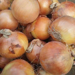 甘肃省张掖高台洋葱已大量上市