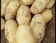 荷兰十五土豆大量上市，本人长期代办