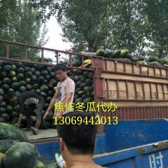河南焦作冬瓜价格上涨指日可待！