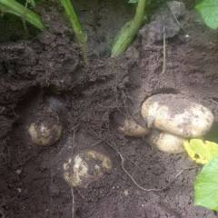 河北地区土豆上市了，荷兰15各个级别可分别供应