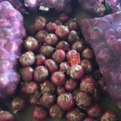 陕西三原县、万吨冷库红皮洋葱开始出库