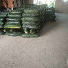 大丰收购青货，现在冬瓜大量上市