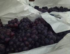 永年葡萄 该品种汁多肉厚，口感甜耐运输