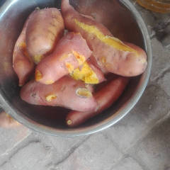 河北藁城龙署九号红薯3两以上，不代虫眼