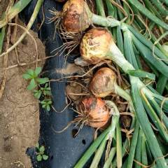 南票黄皮洋葱价格合理，品种多，适合出口