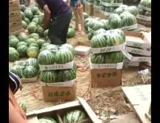 2018太康西瓜 上千亩瓜果先已上市，熟度8成