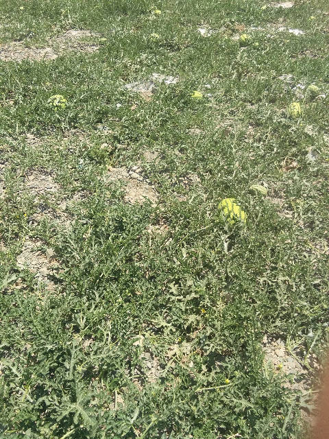 金城5号价格