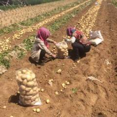 辽宁省凌海市马铃薯培育基地