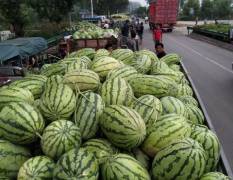 安徽濉溪西瓜主要品种为西农8号，每年7月大量上