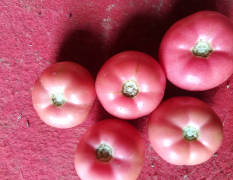长阳高山蔬菜基地西红柿，辣椒大量上市!