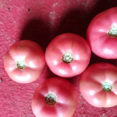 长阳高山蔬菜基地西红柿，辣椒大量上市!