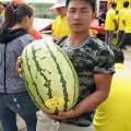 会宁西瓜耐旱耐热、花皮大果硒砂瓜