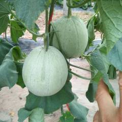 惠民甜瓜价格 新增甜瓜面积5000亩，全是头茬瓜